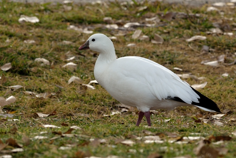 Ross' Gans